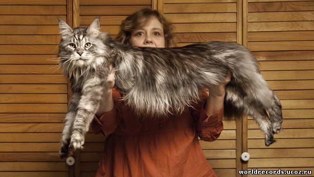 Самый длинный домашний кот в мире