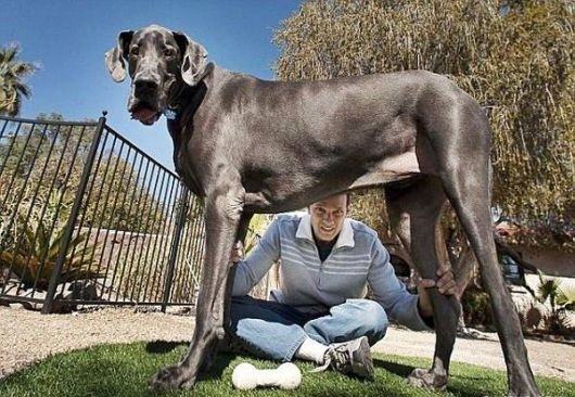 Самый большой в мире пес